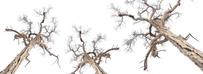 Wall Mural - Set of old dead trees bottom view isolated on transparent background.