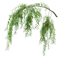 a beautiful willow branch adorned with delicate green leaves, perfect for nature-themed designs and 