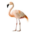 © RGShirtWorks  - Chilean Flamingo Standing Gracefully on White Background