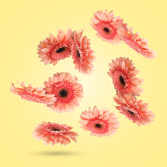 Wall Mural - Pink gerbera flowers in air on light yellow background