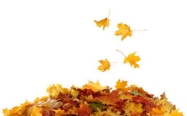 Wall Mural - pile of autumn maple colored leaves cut out