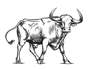 Poster - Bull Cow sketch hand drawn engraving style Vector illustration