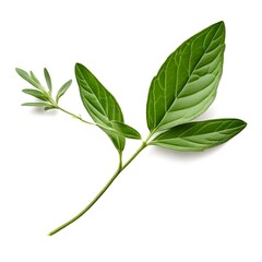 Sticker - sage-herb-twig-isolated-on-white-or-transparent-png