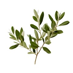 Poster -  branch-of-olive-tree-isolated-on-white-or-transparent-png