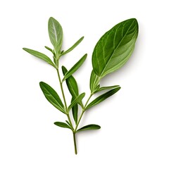 Poster - sage-herb-twig-isolated-on-white-or-transparent-png