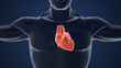 © phoenix - Concept of Human Circulatory System Heart Loop