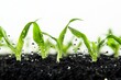 © Антон Сальников - On a transparent background, new plants grow in fertile soil with raindrops