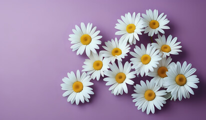 white daisies on a purple pastel paper texture background with copy space