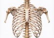 © Man888 - illustration of rib cage bones, ribs for print on white background.