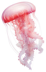 Poster - PNG Cute jellyfish animal invertebrate translucent.