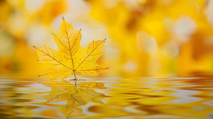 Wall Mural - Maple leaf floating on surface of calm pond 