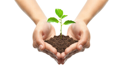 Pair of hands gently holding a young green plant sprout with soil isolated on transparent background 
