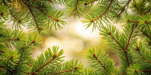 Sticker - Pine branches intertwined in a forest setting , evergreen, coniferous, nature, green, needles, branches, trees, woods