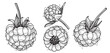 © Ekatmart - Vector Raspberry or blackberris outline Icon Design. Hand drawn sketch berries in linear drawing style. Scary insect. Graphic design element. Black white illustration isolated on white background.
