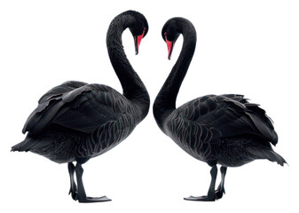 Wall Mural - PNG Elegant black swans mirrored symmetry