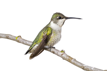 Wall Mural - PNG Colorful hummingbird perched on branch