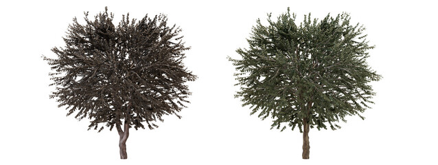 Wall Mural - Two 3D Rendered Trees Isolated on Black Background