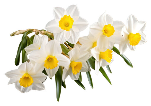 PNG Narcissus narcissus blossom flower.