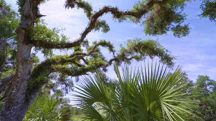 Sticker - Florida subtropical jungles with green palm trees and wild vegetation in southern USA. Dense rainforest ecosystem