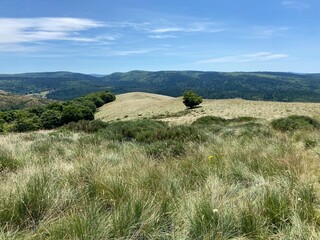 Poster - Prairie de montagne dans les Cévennes