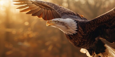 Canvas Print - Bald eagle soaring with outstretched wings facing the camera