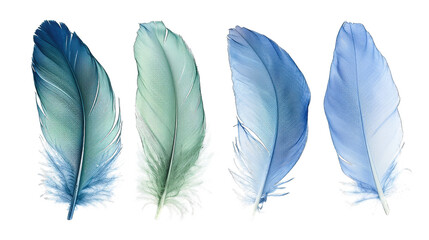 Blue green feather bird quill part of wing set isolated on transparent background cutout PNG