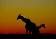 © Marcel Rudolph-Gajda - Giraffe sunset at Mount Etjo Lodge, Namibia