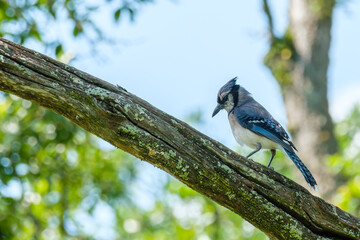 Wall Mural - north american blue jay on a branch in new orleans, louisiana, usa