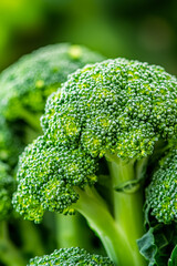 Wall Mural - Closeup of broccoli florets showcasing the vibrant green buds and intricate textures of the vegetables surface 