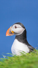 Wall Mural - puffin bird against the sea