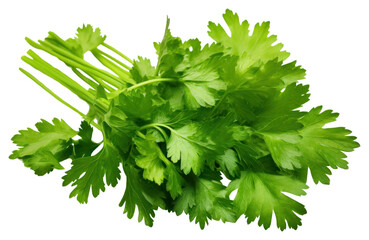 Sticker - PNG Coriander leaves isolated coriander parsley plant.