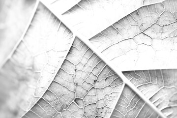 Poster - PNG Full frame close up of leaf texture plant tree macro photography.