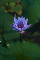 Wall Mural - Close-up of a purple water lily blooming in a pond with green lily pads