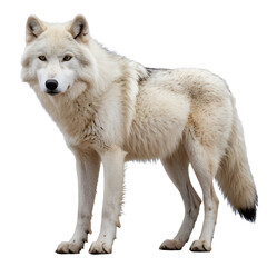 wolf isolated on white background