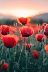 Sticker - Sunset glow over red poppy field 