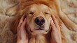 © BackgroundHolic - Cute golden retriever dog enjoying a hands massage spa on head and face on warm soft blanket, close up, funny dog and master bonding moment.