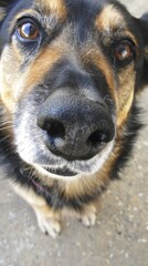 Canvas Print - Close-up of a dog's nose and eyes.