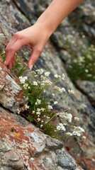 Hand gently touching delicate white wildflowers growing out of rough rock.