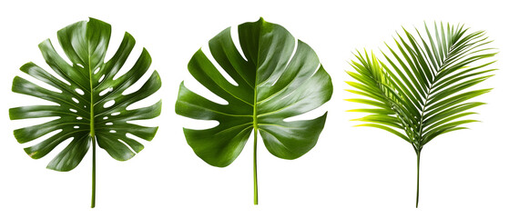 assorted tropical leaves isolated png transparent background