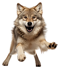 Canvas Print - PNG Wolf mammal animal pet transparent background