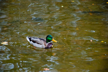 Central park in autumn. Autumn landscape with duck in pond. Fall nature landscape. Beautiful pond in Central Park. Autumn nature duck. Seasonal fall landscape. Park autumn scenic fall