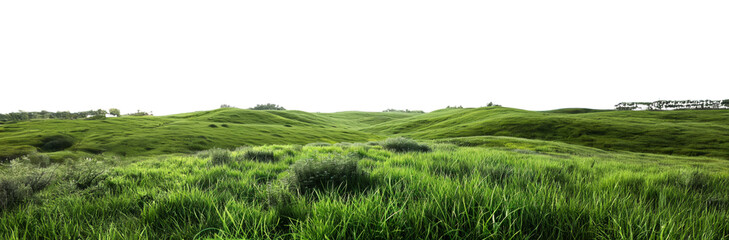 Flower-filled green meadow in spring isolated on transparent background