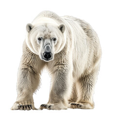 Large polar bear is walking toward the viewer with a determined expression