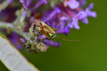 Bug on a flower, macro photography