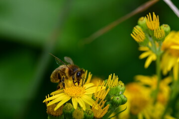 Bee on yellow flower, macro photography