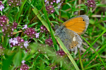 Poster - Rhodopen-Heufalter // Eastern large heath  (Coenonympha rhodopensis) - Lovcen-Nationalpark, Montenegro