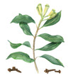 © Masha_tolk_art - Clove plant. Aromatic dried spice. Green branch with fresh unripe buds. Healthy organic food for mulled wine, cooking. Watercolor illustration illustration. Floral elements for book, menu