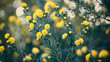 © Pahal - Aaron's beard plant a Plant with yellow flowers