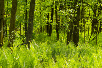 Wall Mural - the forest overgrown with ferns