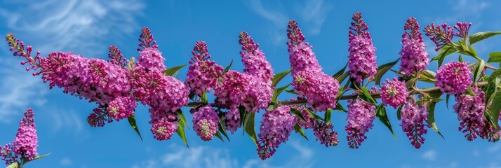 Wall Mural - Bountiful purple pink Buddleja flowers on a long inflorescence One thousand petite blooms set against a vivid blue sky